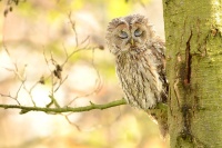 Pustik obecny - Strix aluco - Tawny Owl WS a6713